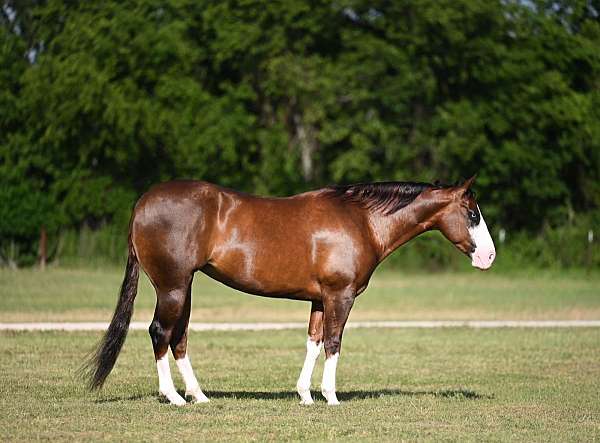 all-around-quarter-horse
