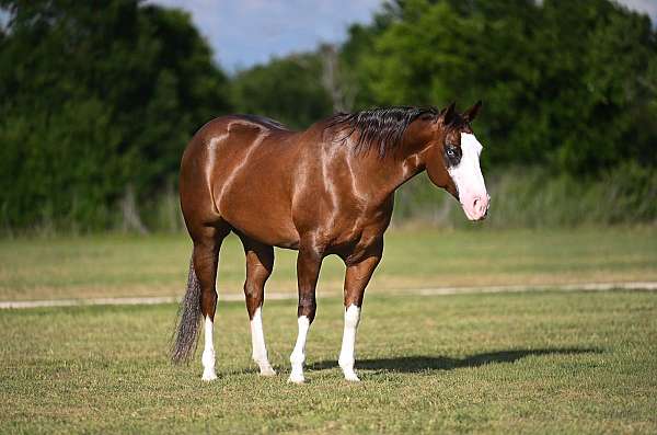 athletic-quarter-horse