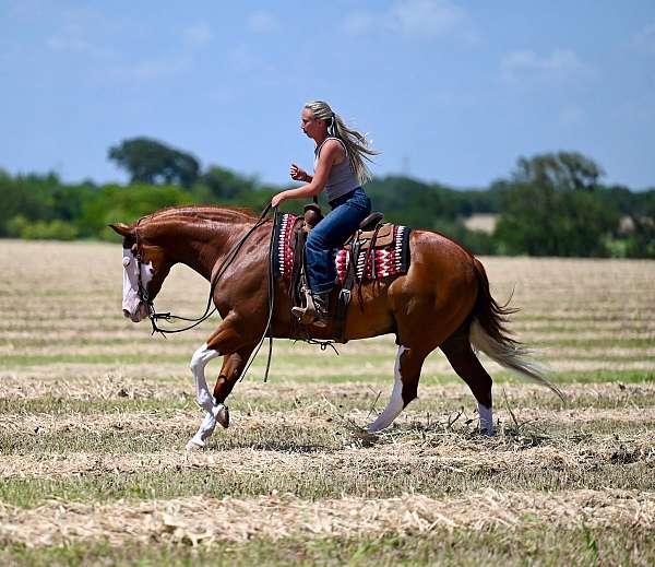 flashy-quarter-horse