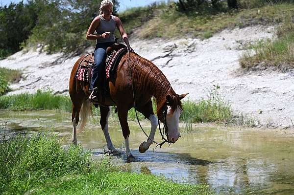 performance-quarter-horse