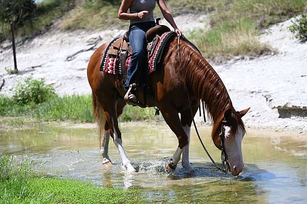 ranch-quarter-horse