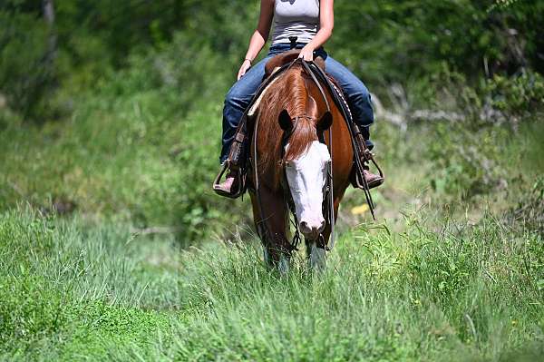 ranch-versatility-quarter-horse
