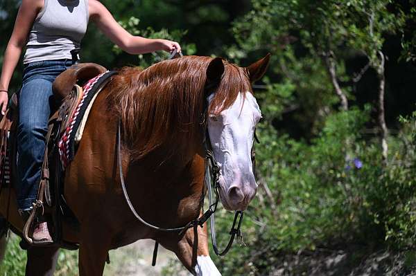ranch-work-quarter-horse