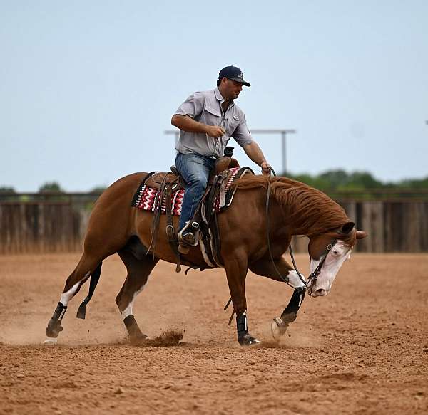 roping-quarter-horse