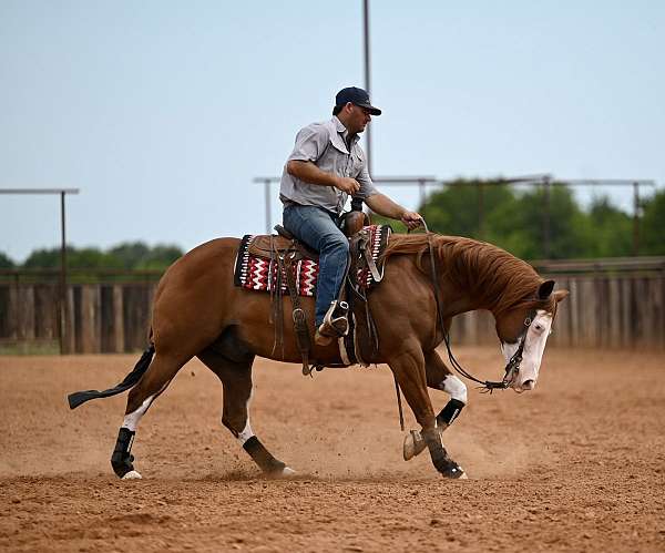 show-quarter-horse