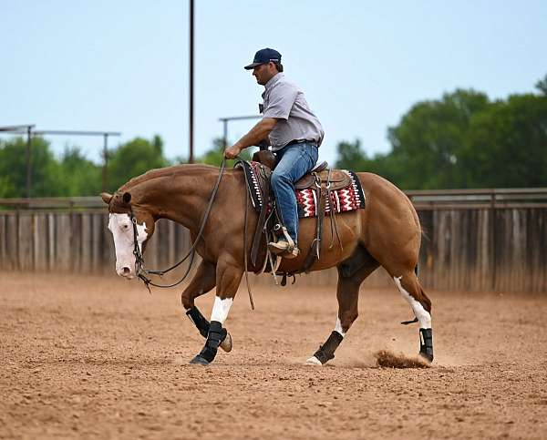 trail-quarter-horse