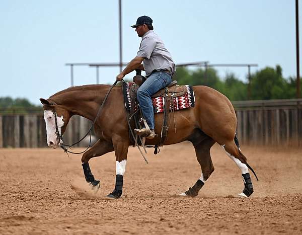 trail-riding-quarter-horse