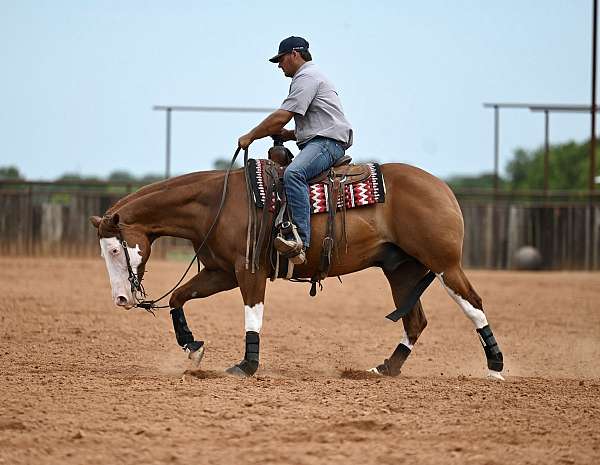 western-riding-quarter-horse