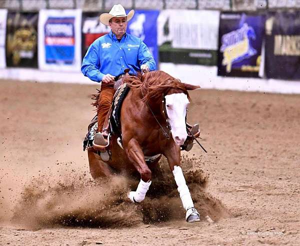 working-cattle-quarter-horse