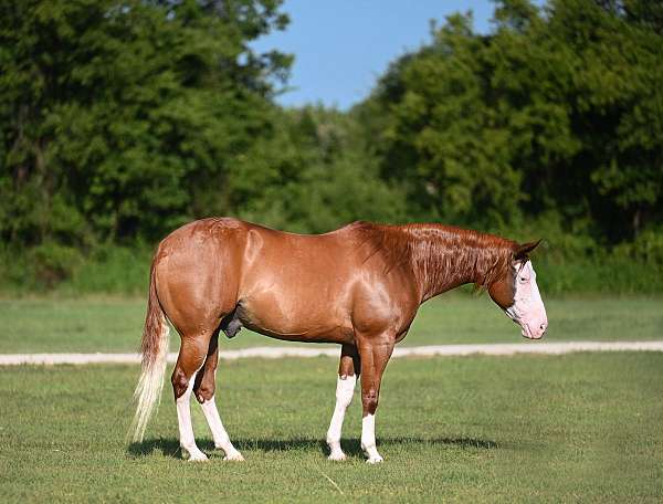 all-around-quarter-horse