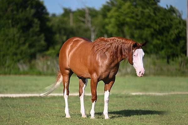 athletic-quarter-horse