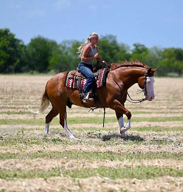 beginner-quarter-horse