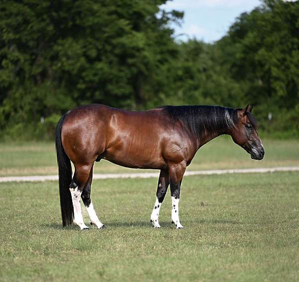 all-around-paint-horse