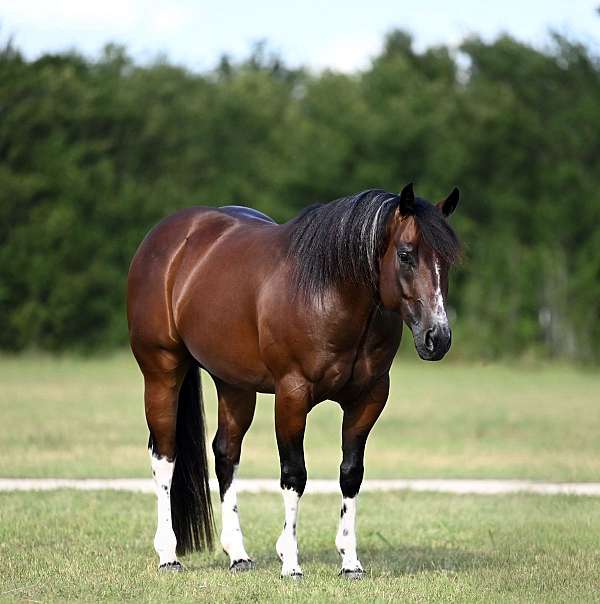 athletic-paint-horse