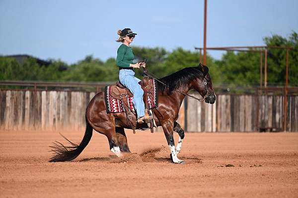 reining-paint-horse
