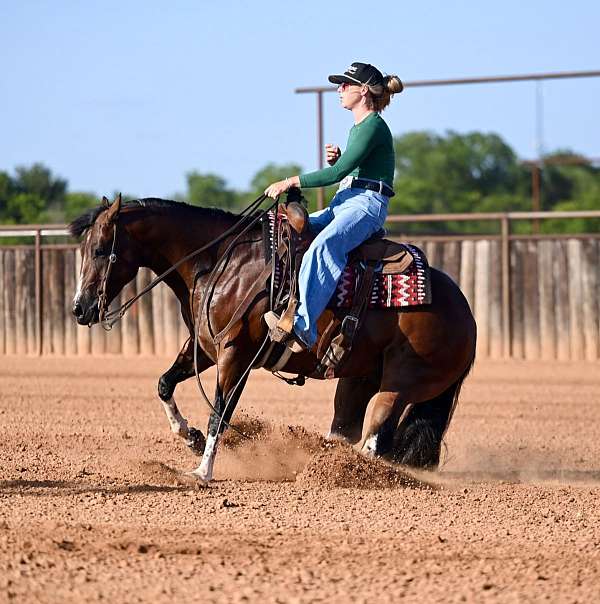 roping-paint-horse