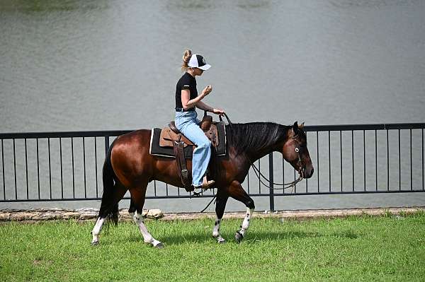show-paint-horse