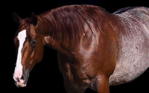 athletic-quarter-horse