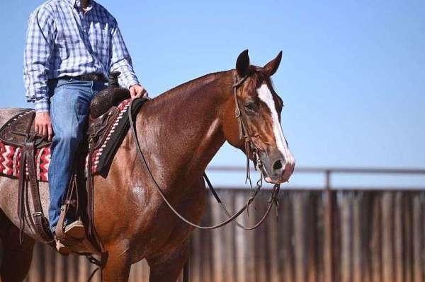 flashy-quarter-horse