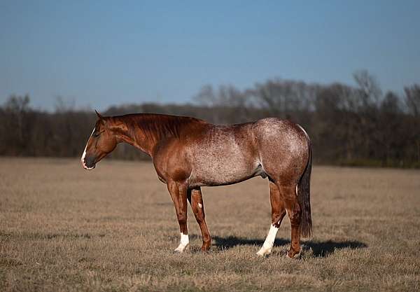 all-around-quarter-horse