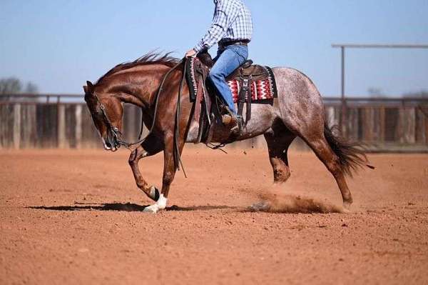 husband-safe-quarter-horse