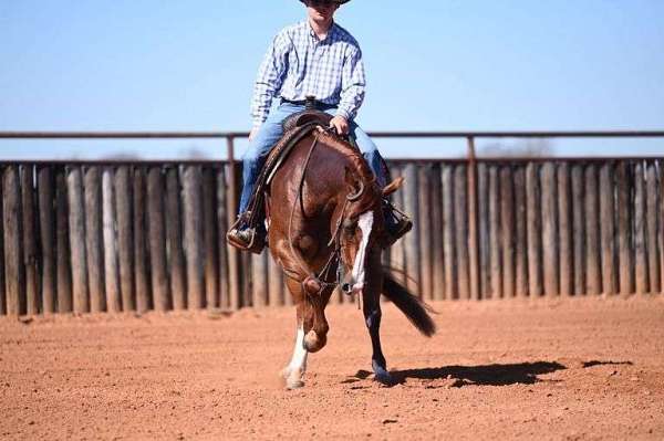 performance-quarter-horse