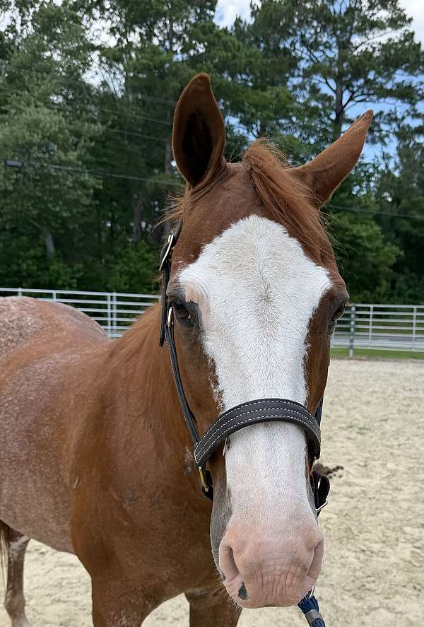 14-hand-quarter-horse-gelding