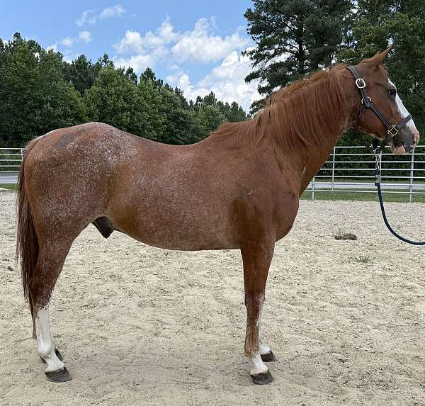 sorrel-quarter-horse-gelding