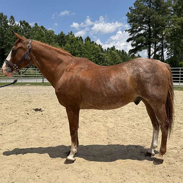 sorrel-gelding-for-sale