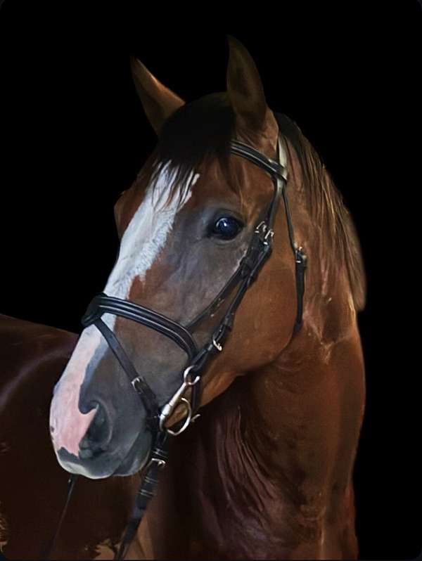blaze-hind-stockings-horse
