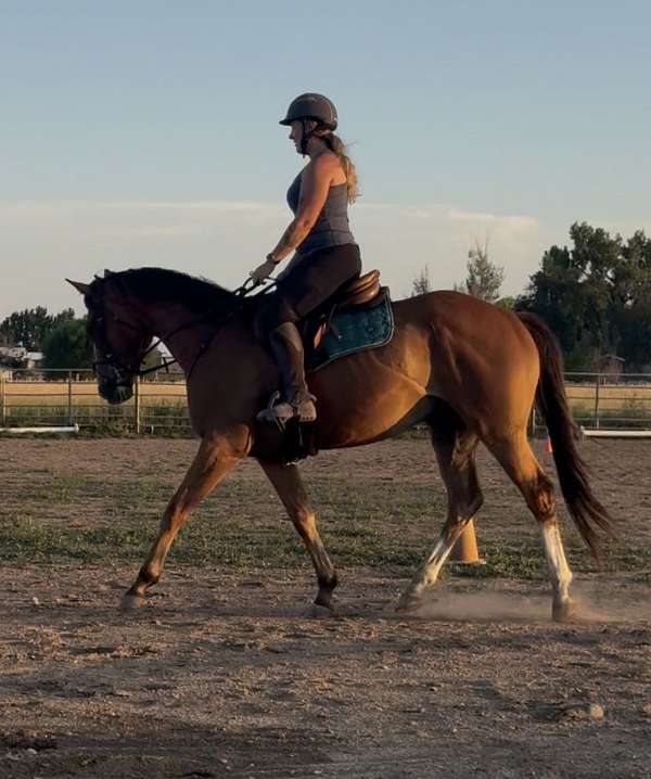 bay-blaze-hind-stockings-horse