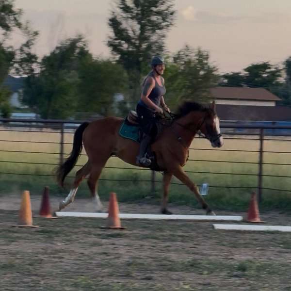 project-thoroughbred-horse