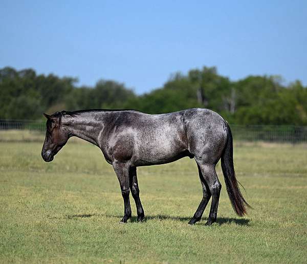 athletic-quarter-horse