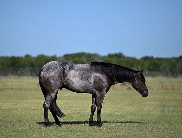 all-around-quarter-horse