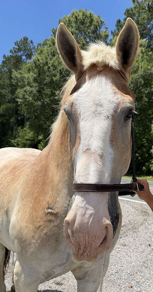 red-roan-gelding-for-sale