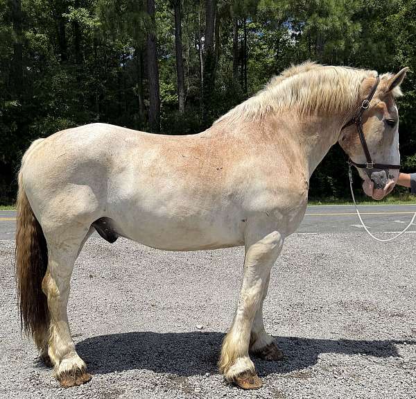 red-roan-roan-pleasure-driving-horse