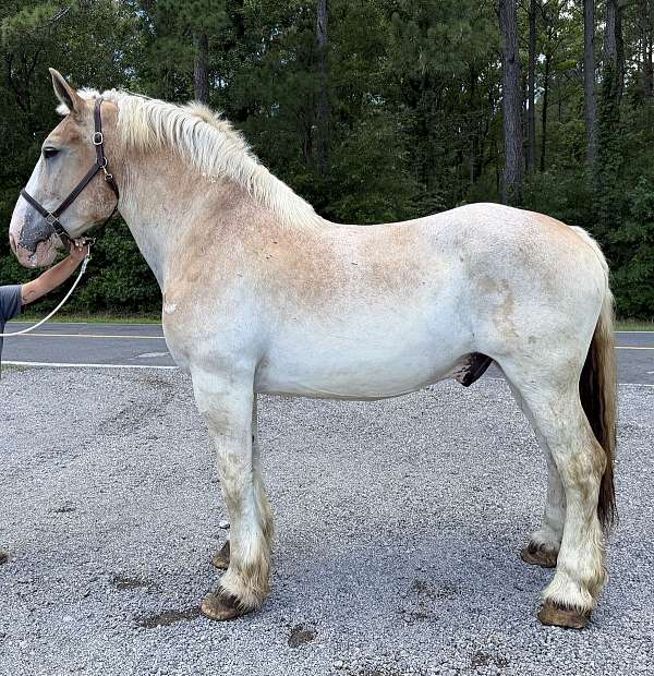 red-roan-belgian-gelding