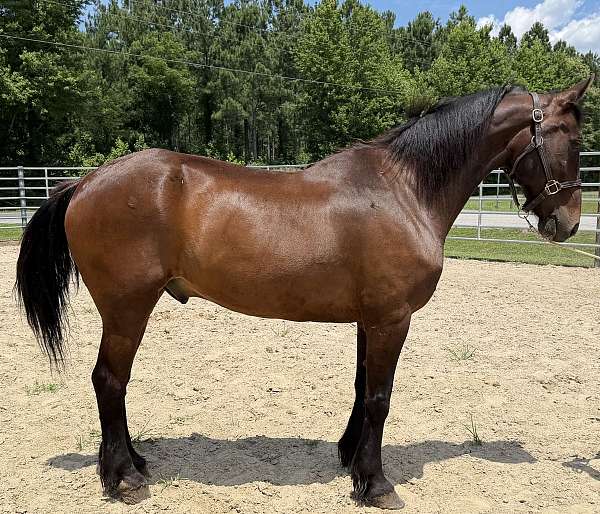 bay-gelding-for-sale