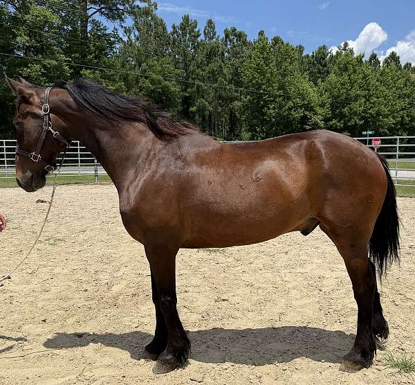 bay-morgan-gelding