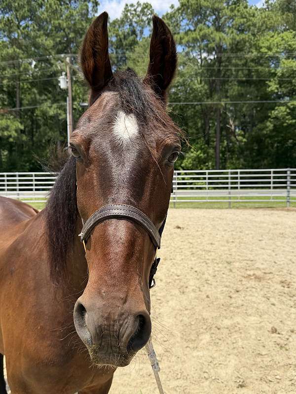 15-hand-morgan-gelding