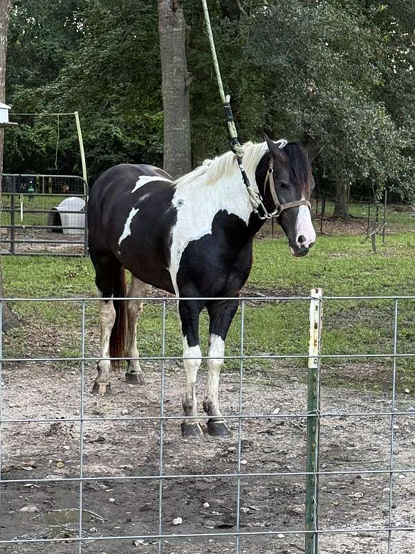 gaited-stallion-spotted-spotted-saddle-horse