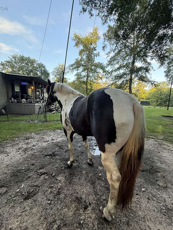 spotted-spotted-saddle-stallion