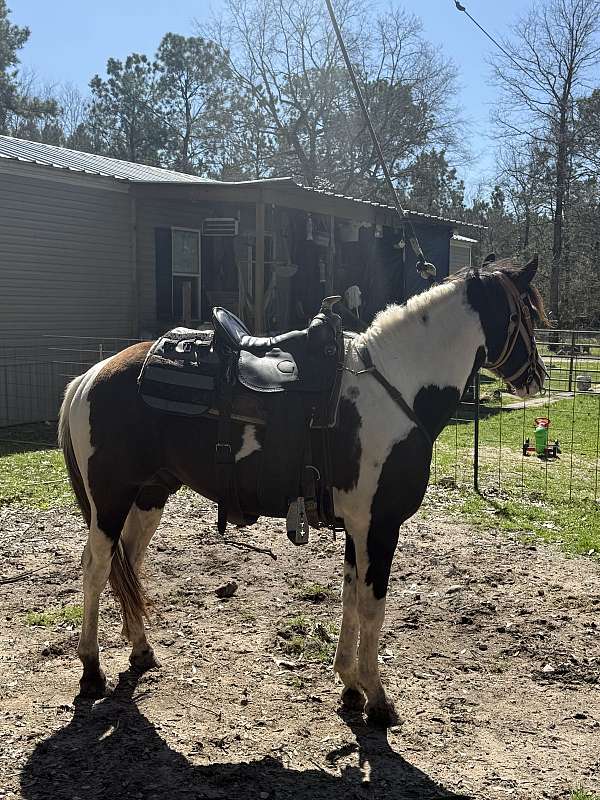 tennessee-walking-stallion