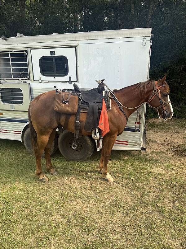 tennessee-walking-gelding