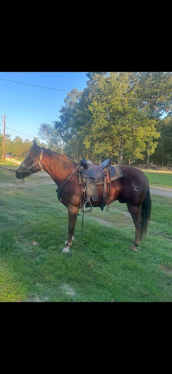tennessee-walking-horse-for-sale