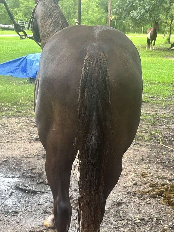 tennessee-walking-horse
