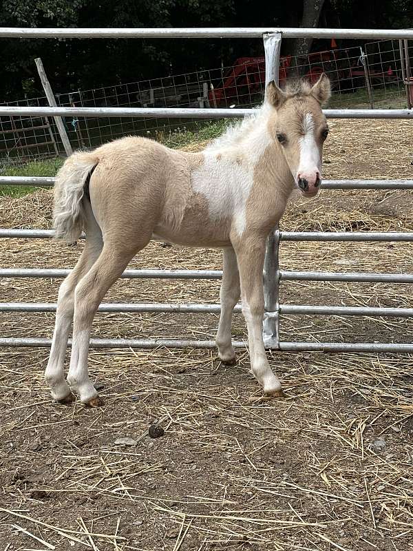 blue-eyed-flashy-filly