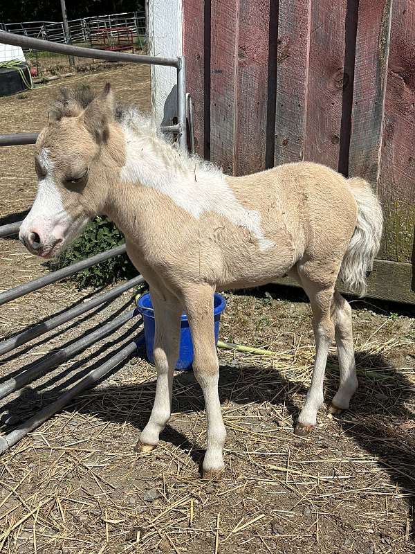 buckskin-pinto-show-horse