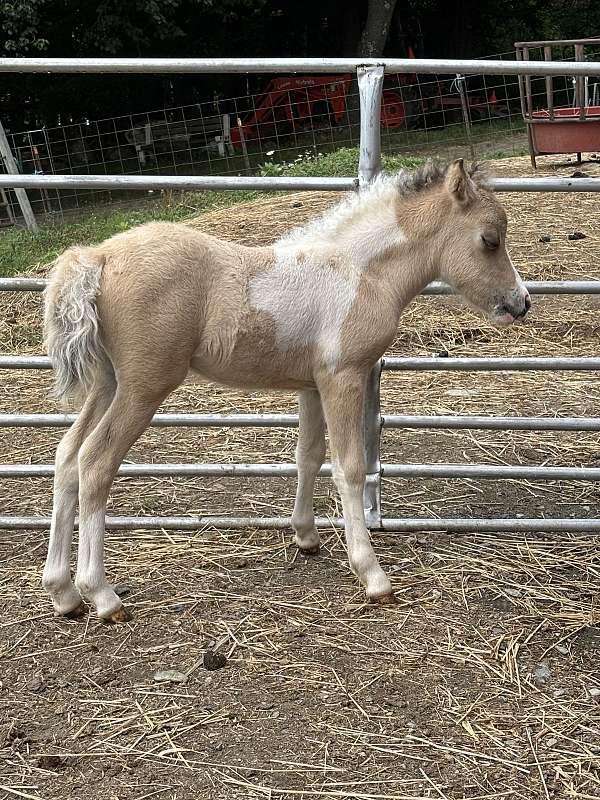 buckskin-pinto-amhr-filly