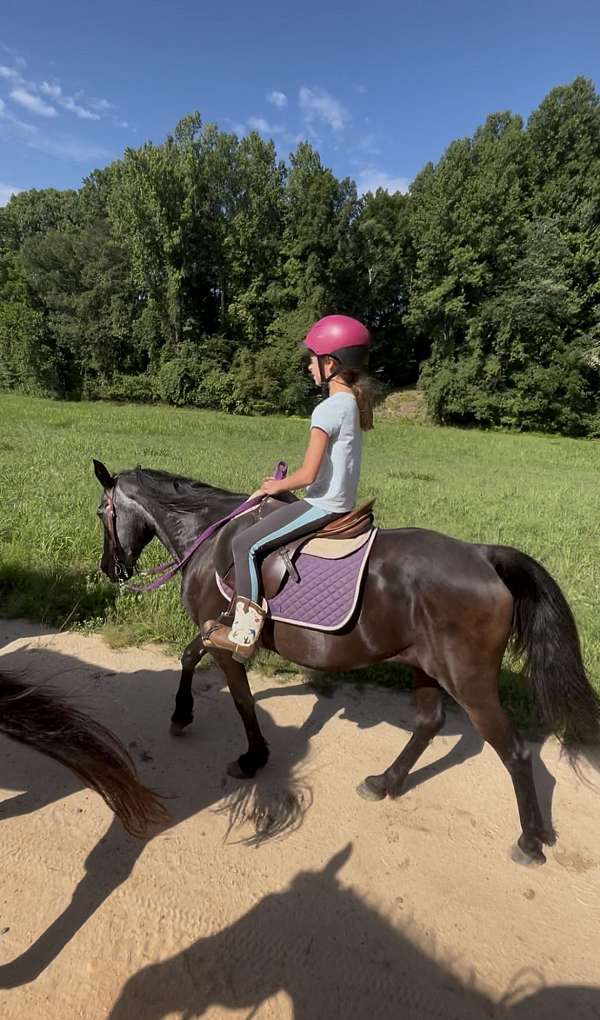 all-around-missouri-fox-trotter-horse
